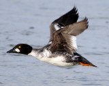 Goldeneye CommonD-034.jpg