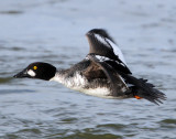 Goldeneye CommonD-035.jpg