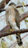 Hawk Sharp-shinned D-005.jpg