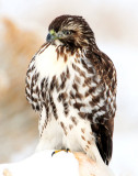 Hawk Red-tailed D-049.jpg