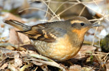 Thrush, Varied Female D-029.jpg