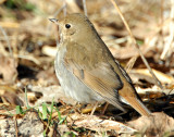 Thrush Hermit D-038.jpg