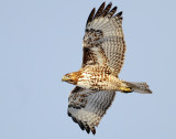 Hawk Red-tailed D-057.jpg