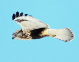 Hawk Rough-legged D-021.jpg