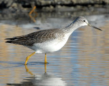 Yellowlegs Greater D-007.jpg