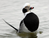 Duck, Long tailed (Male)