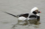 Duck, Long tailed (Male)