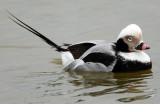 Duck, Long tailed (Male)