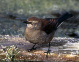 (For Comparison) Blackbird, Rusty (Female) Taken in Riverdale, Ut.  Feb 14, 2005-.