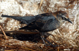 Blackbird Rusty D-036.jpg