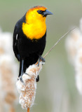 Blackbird Yellow-headedD-017.jpg