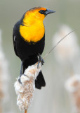 Blackbird Yellow-headedD-019.jpg