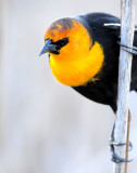 Blackbird Yellow-headedD-020.jpg
