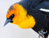 Blackbird Yellow-headedD-022.jpg