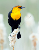 Blackbird Yellow-headedD-031.jpg