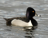 Duck, Ring-necked