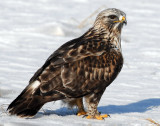 Hawk, Rough-legged