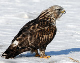 Hawk, Rough-legged