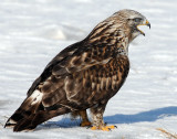 Hawk, Rough-legged