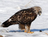 Hawk, Rough-legged