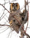 Owl Long-eared D-22 .jpg