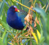 Gallinule Purple S-334B.jpg