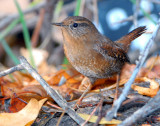 Wren, Pacific