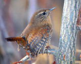 Wren, Pacific