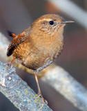 Wren, Pacific