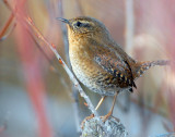 Wren, Pacific