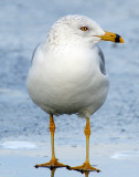 Gull, Ring-billed