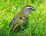 Kinglet, Golden-crowned