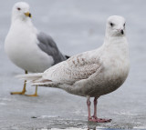 Gull, Iceland