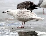 Gull, Iceland