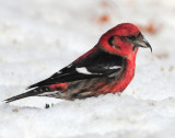 Crossbill, White-winged