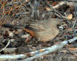 Towhee, Aberts