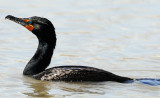 Cormorant, Double-crested