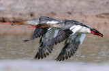 Merganser, Red-breasted