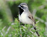 Sparrow, Black-throated