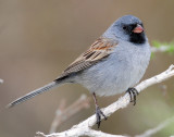 Sparrow, Black-chinned