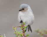 Bushtit