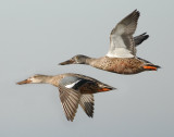 Shoveler Northern D-003.jpg