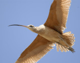 Curlew, Long-billed