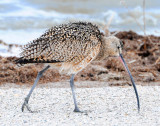 Curlew, Lomg-billed