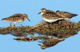 Sandpiper, Least