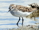 Sandpiper, Semipalmated