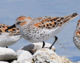 Sandpiper, Western