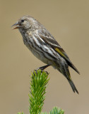 Siskin, Pine