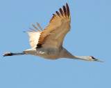 Crane, Sandhill