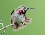 Hummingbird, Calliope